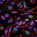 fs Lasers for Life Sciences applications